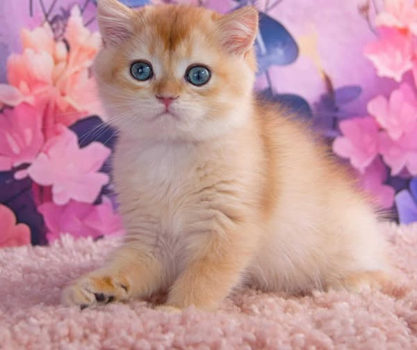 British Shorthair