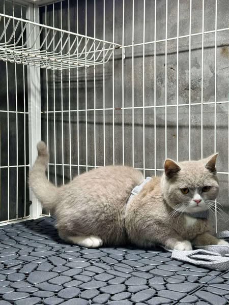 British Shorthair