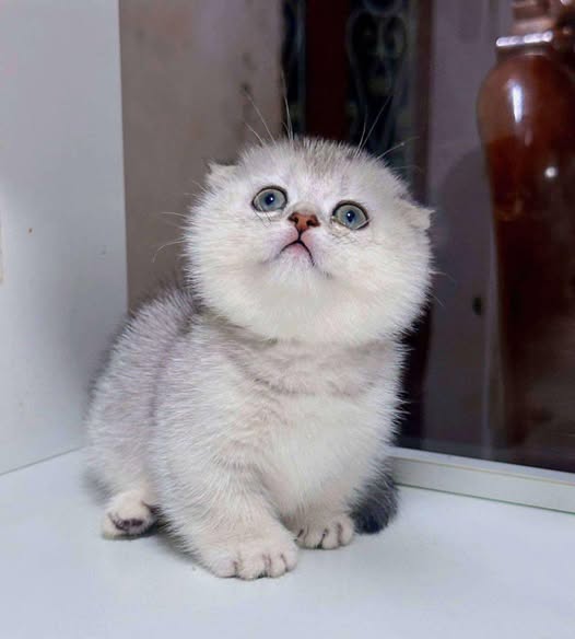 Munchkin Fold