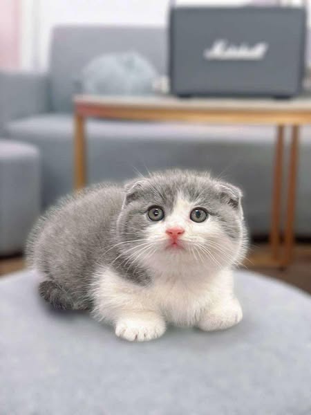 Munchkin Fold