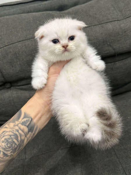 Munchkin Fold