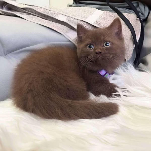 Munchkin