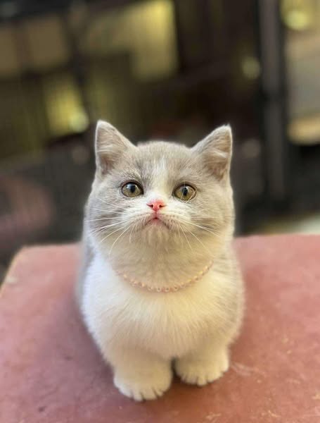 Munchkin
