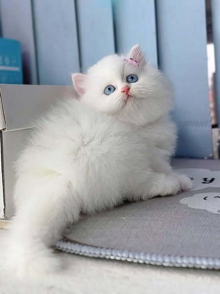 Munchkin Longhair