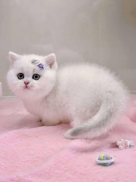 Munchkin