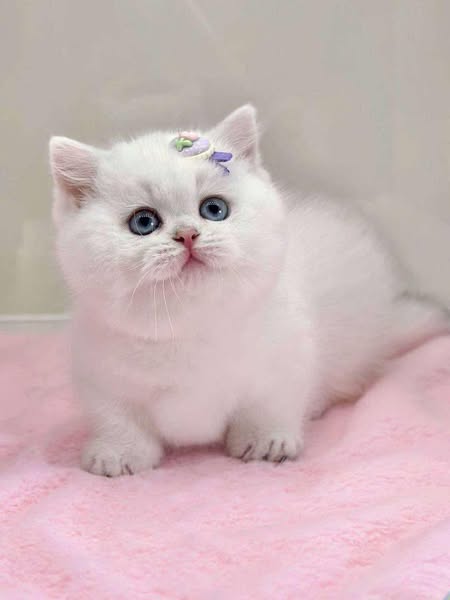 Munchkin