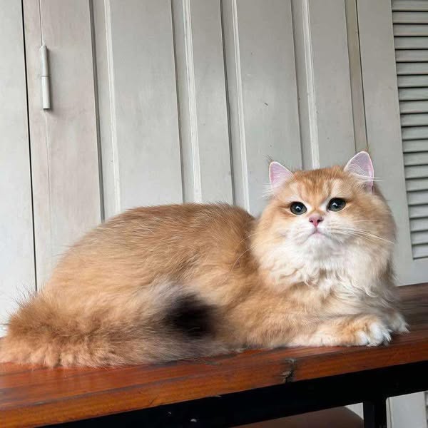 British Longhair