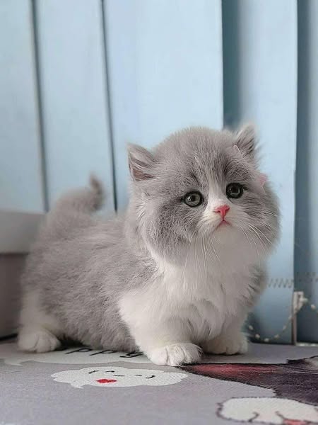Munchkin Longhair