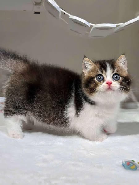 Munchkin