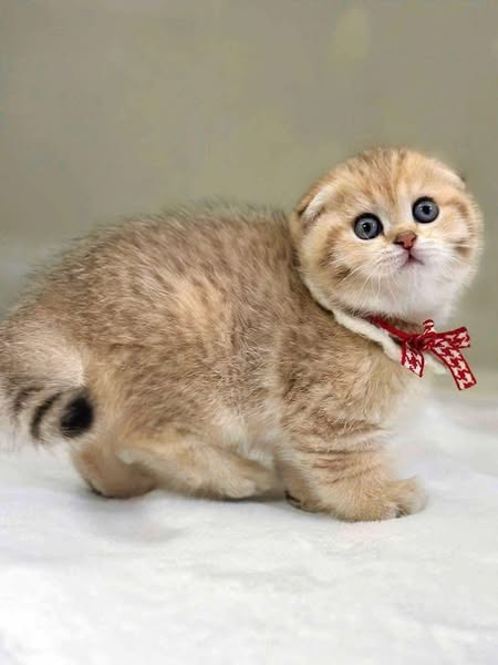Scottish Fold