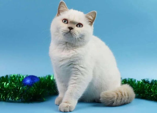 British Shorthair