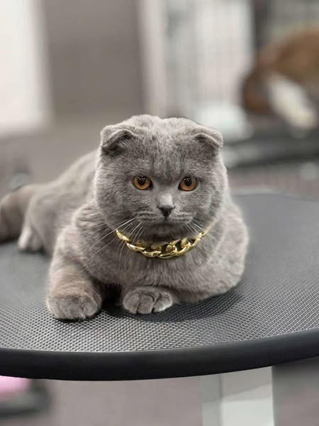 Scottish Fold