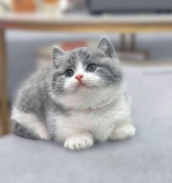 Munchkin