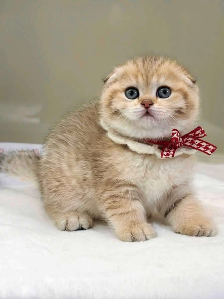 Scottish Fold