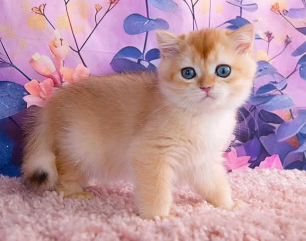 British Shorthair