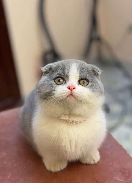 Munchkin Fold