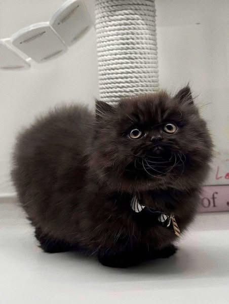 Munchkin Longhair