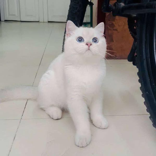British Shorthair