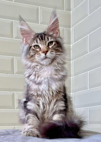 Maine Coon