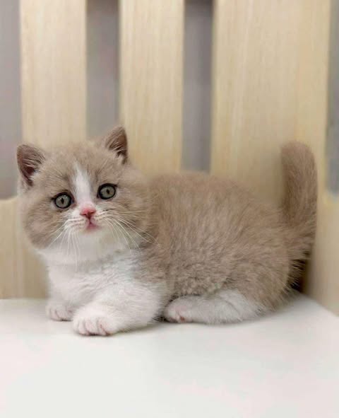Munchkin