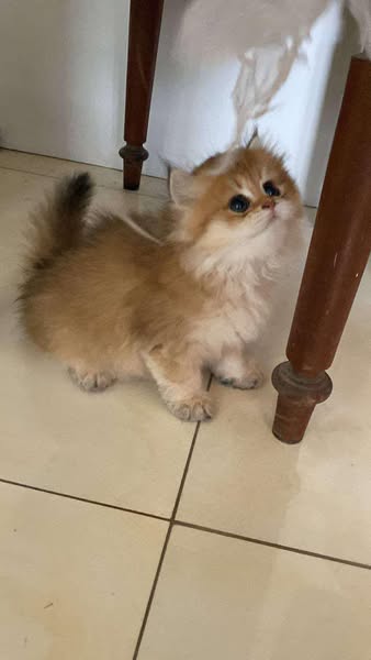 British Longhair
