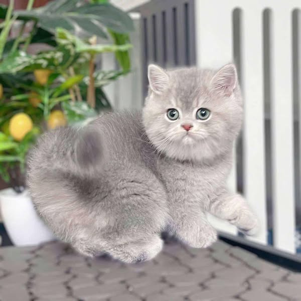 British Shorthair