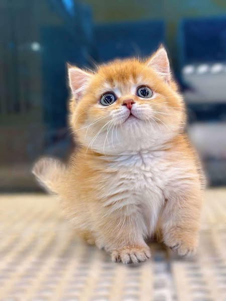 Munchkin