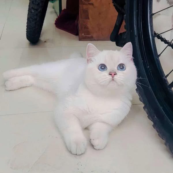 British Shorthair