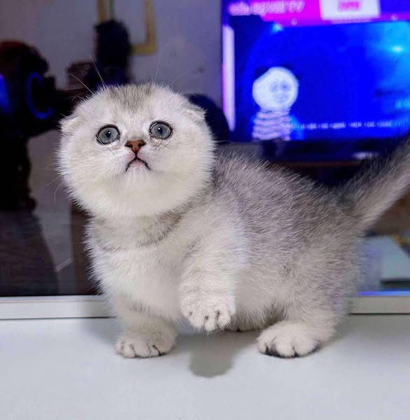 Munchkin Fold