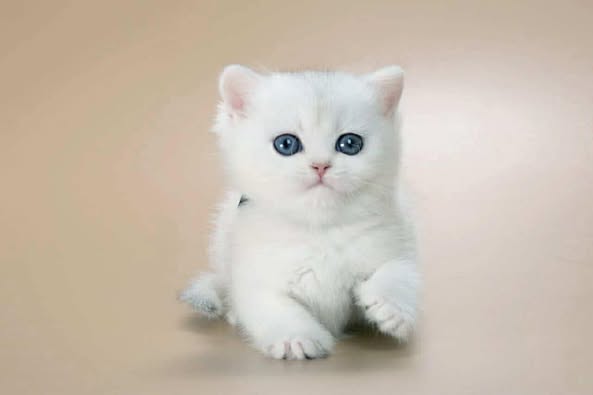 British Longhair
