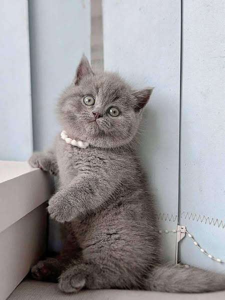 Munchkin