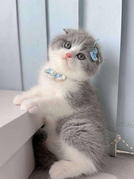Munchkin Fold