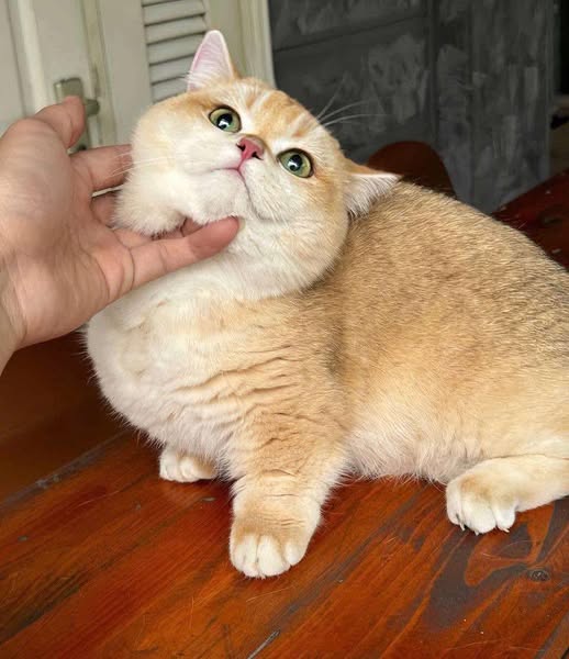 Munchkin