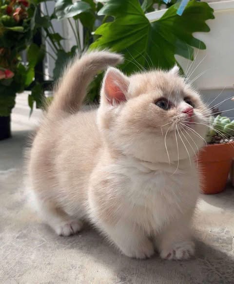 Munchkin