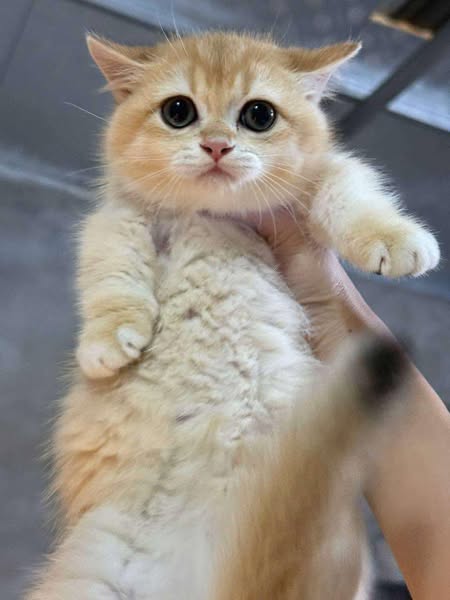 Munchkin