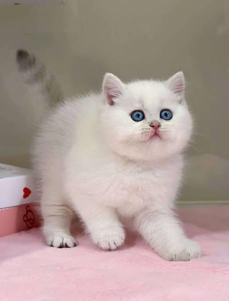 British Shorthair