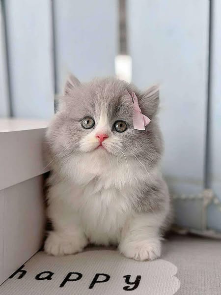 Munchkin Longhair