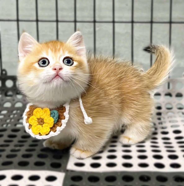 Munchkin