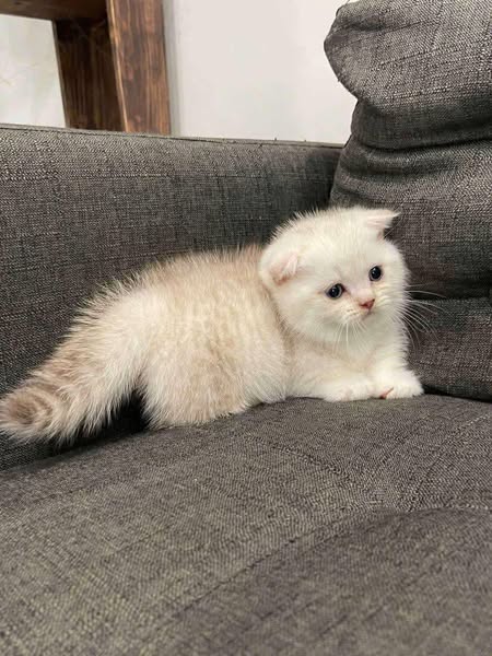 Munchkin Fold