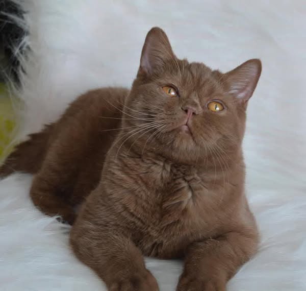 British Shorthair