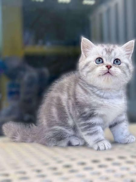 British Shorthair