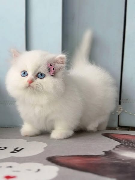 Munchkin Longhair