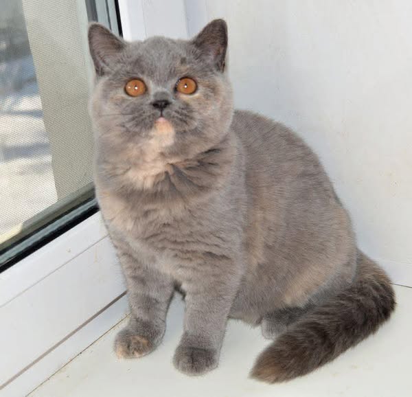 British Shorthair