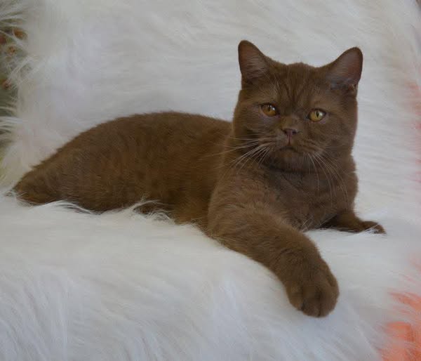 British Shorthair