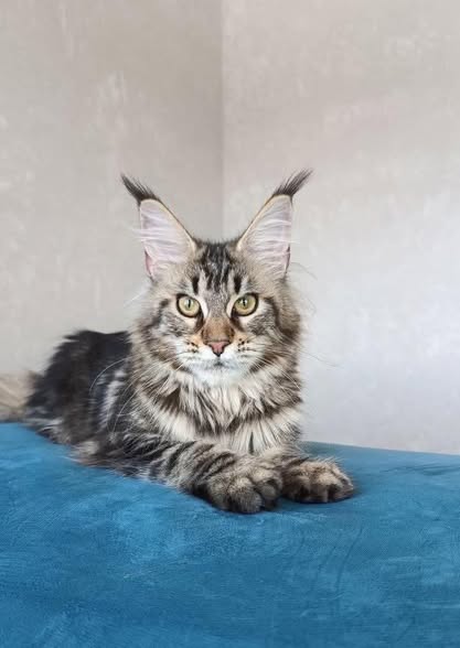 Maine Coon
