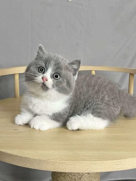 Munchkin