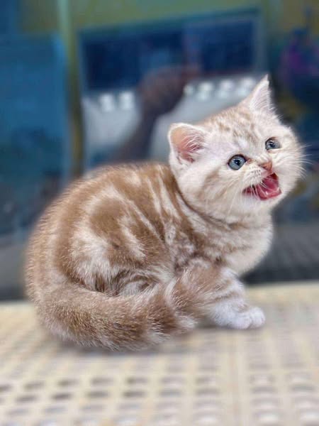 British Shorthair