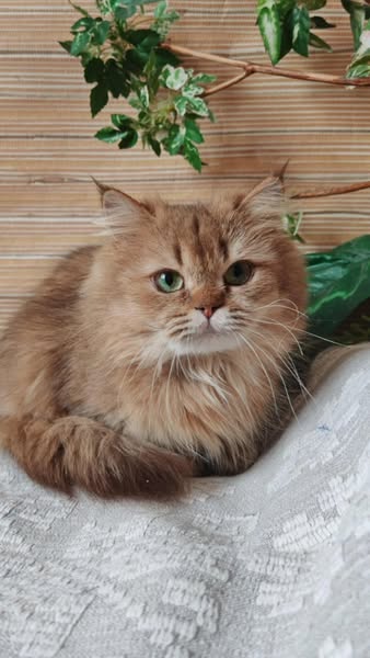 British Longhair