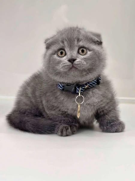 Munchkin Fold