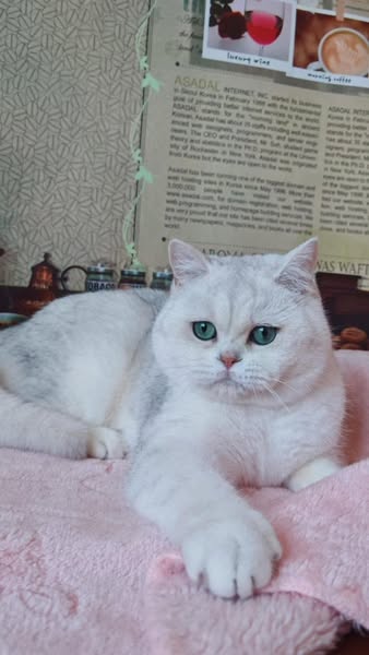 British Shorthair